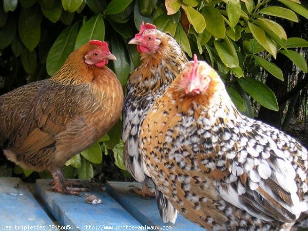 Photo de Poule