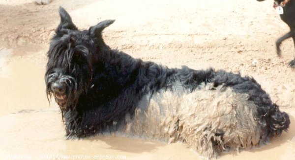 Photo de Schnauzer gant