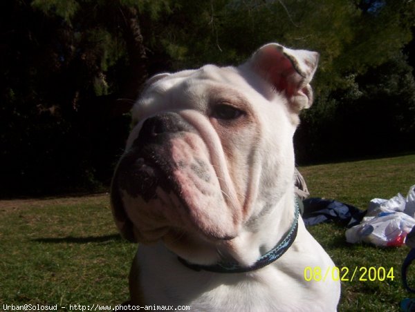 Photo de Bulldog