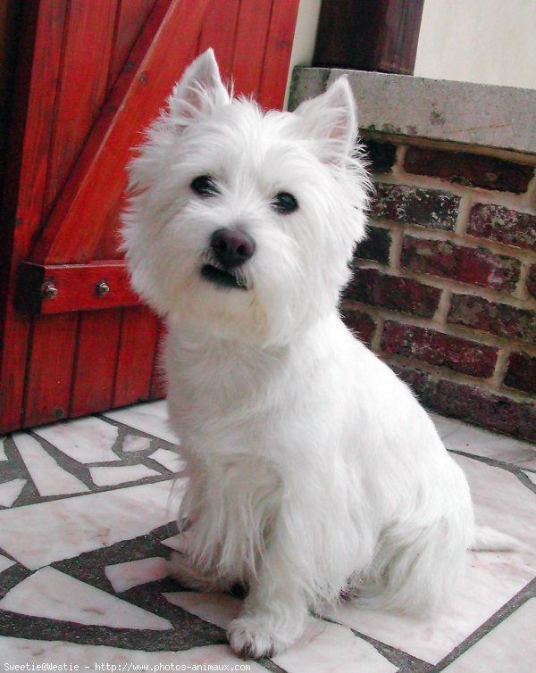 Photo de West highland white terrier