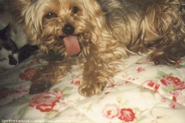 Photo de Yorkshire terrier