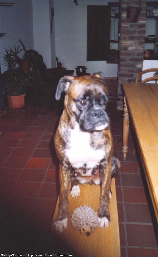 Photo de Boxer