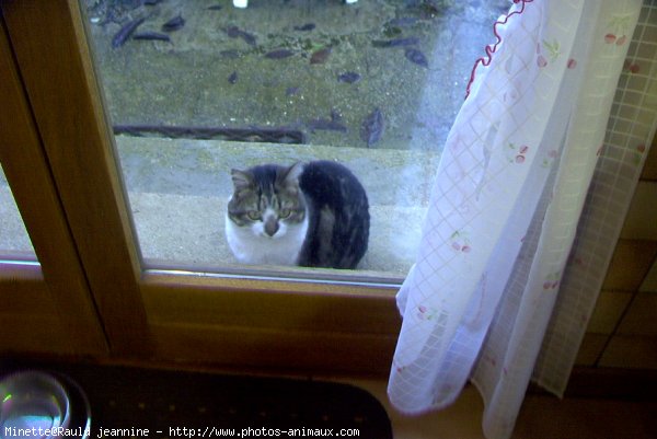 Photo de Chat domestique