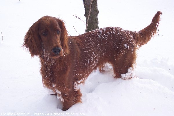 Photo de Setter irlandais rouge