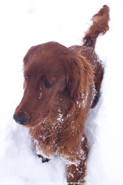 Photo de Setter irlandais rouge