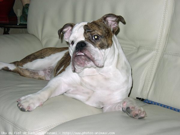 Photo de Bulldog