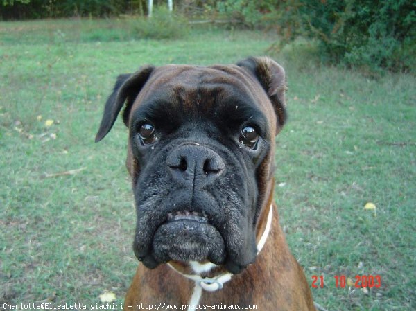 Photo de Boxer