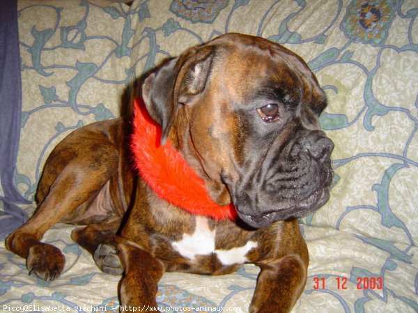 Photo de Boxer