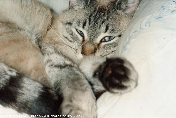 Photo de Chat domestique