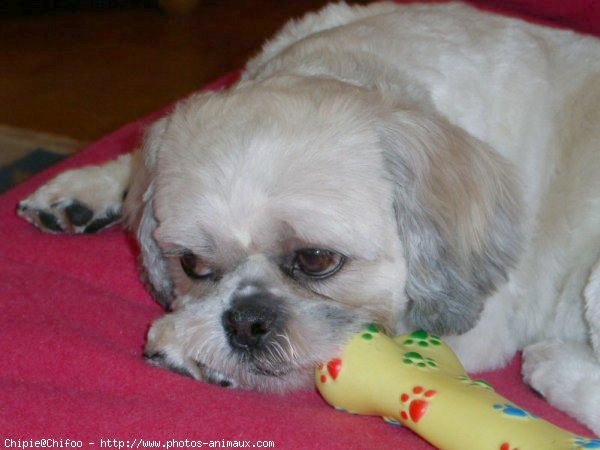 Photo de Shih tzu