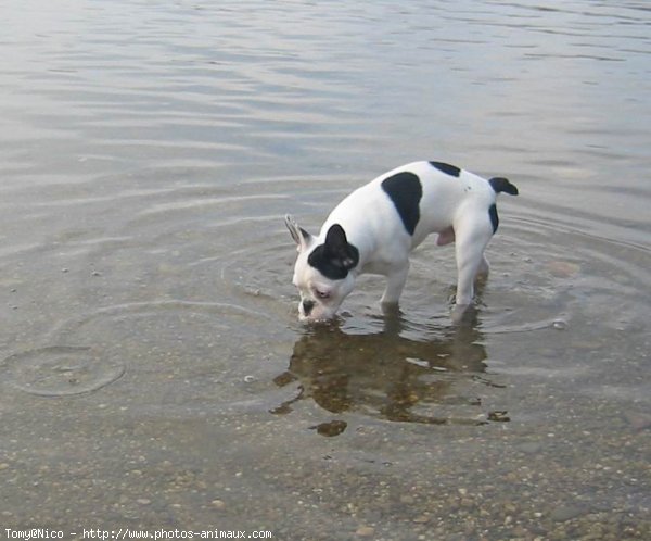 Photo de Bouledogue franais