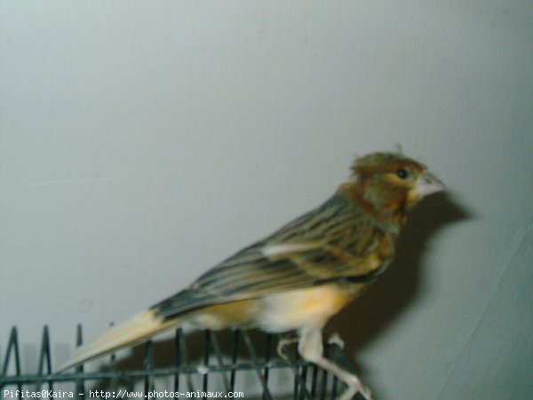 Photo de Canari