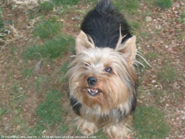 Photo de Yorkshire terrier