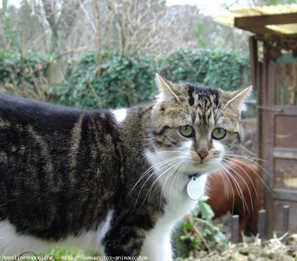 Photo de Chat domestique