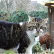 Photo de Chat domestique