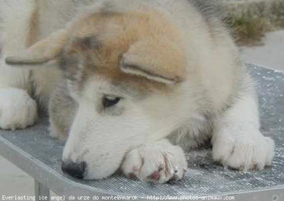 Photo de Malamute de l'alaska