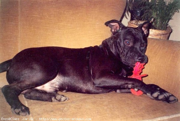 Photo d'American staffordshire terrier