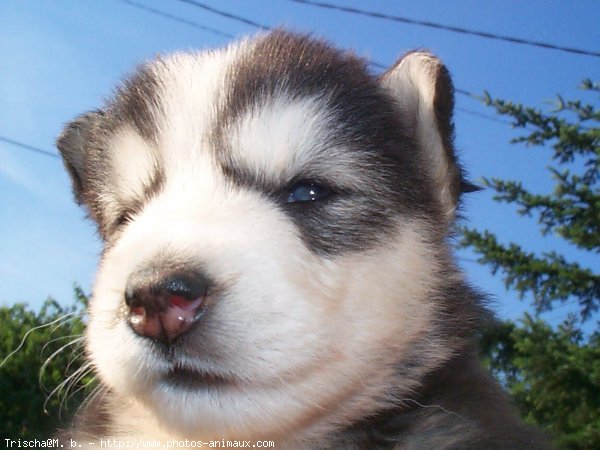 Photo de Husky siberien