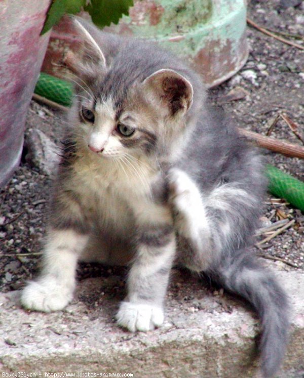 Photo de Chat domestique