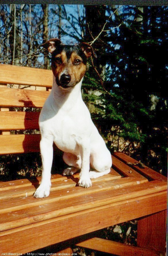 Photo de Jack russell terrier