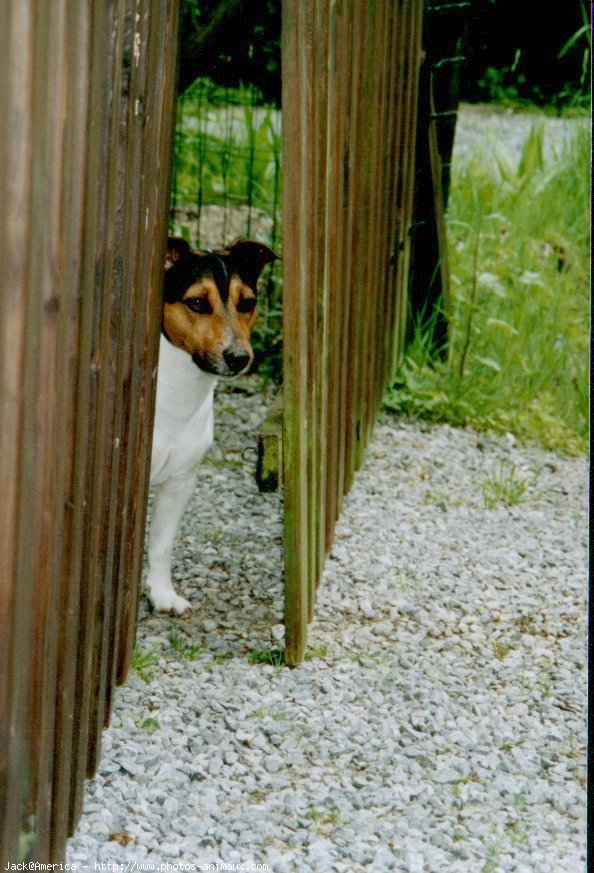 Photo de Jack russell terrier