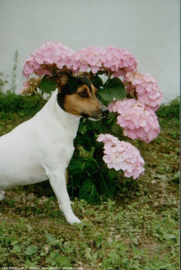 Photo de Jack russell terrier