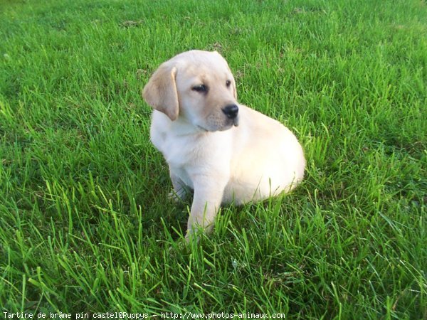 Photo de Labrador retriever