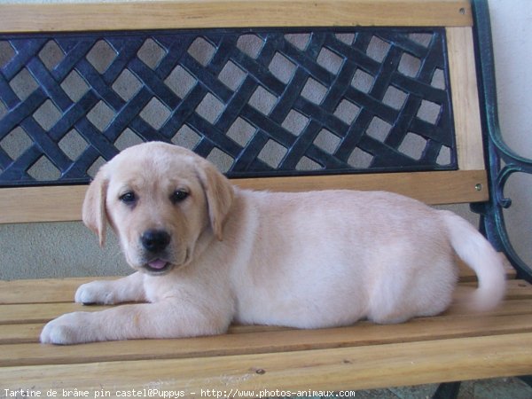 Photo de Labrador retriever