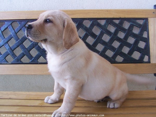 Photo de Labrador retriever