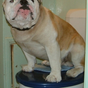 Photo de Bulldog