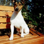 Photo de Jack russell terrier