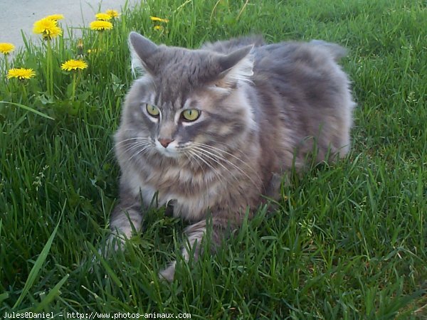 Photo de Chat domestique