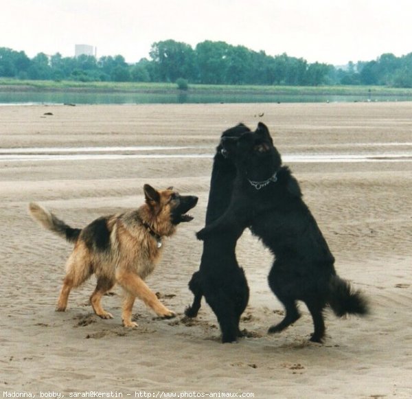 Photo de Races diffrentes