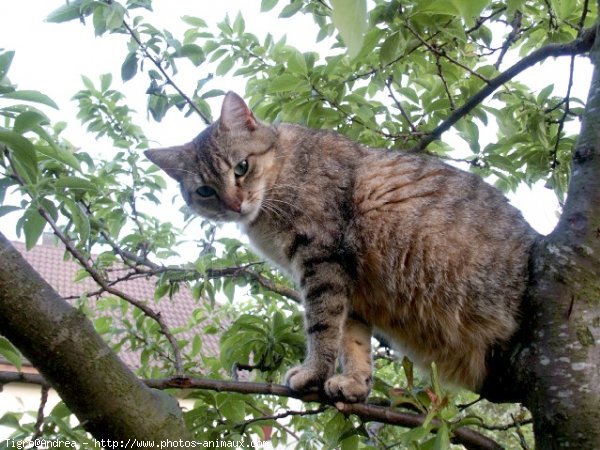 Photo de Chat domestique