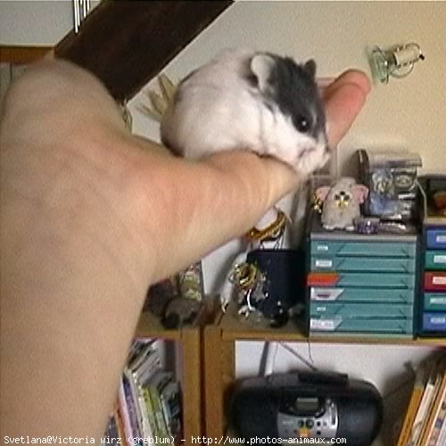 Photo de Hamster