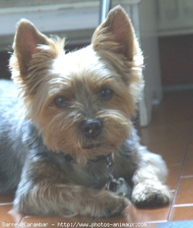 Photo de Yorkshire terrier