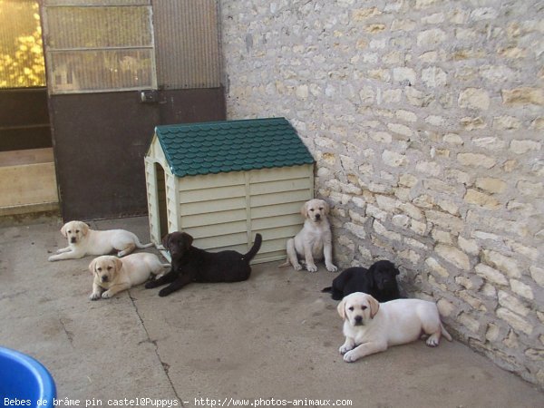 Photo de Labrador retriever