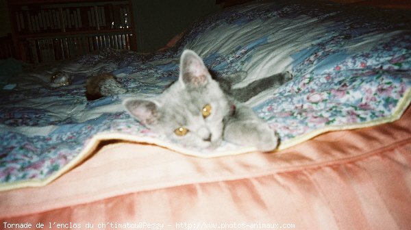 Photo de Chartreux