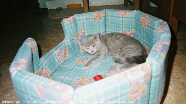 Photo de Chartreux