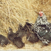 Photo de Poule