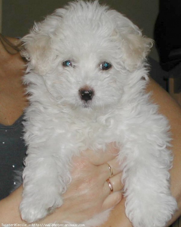 Photo de Coton de tulear