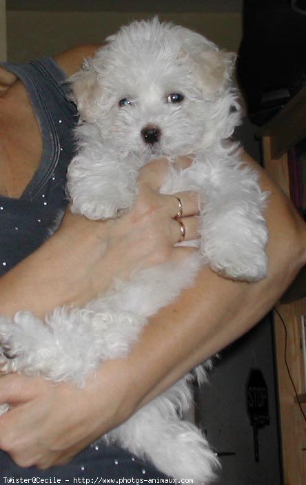 Photo de Coton de tulear