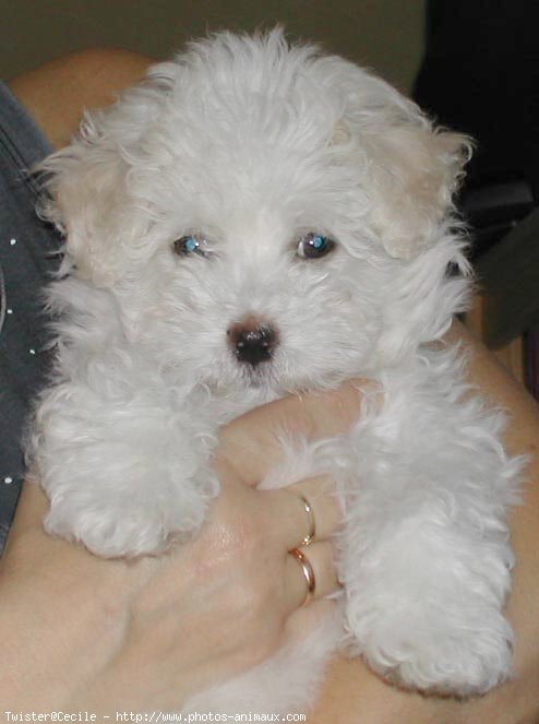 Photo de Coton de tulear