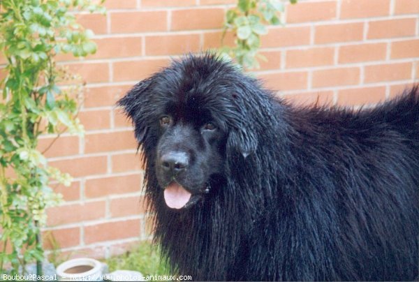 Photo de Chien de terre-neuve