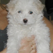 Photo de Coton de tulear