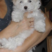 Photo de Coton de tulear