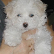 Photo de Coton de tulear