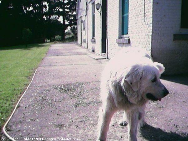 Photo de Chien de montagne des pyrnes