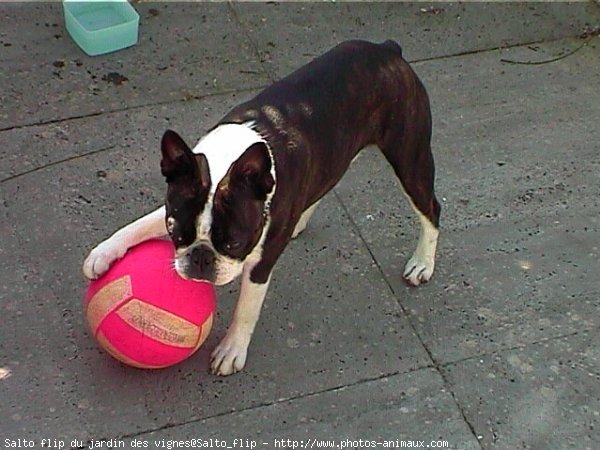 Photo de Boston terrier