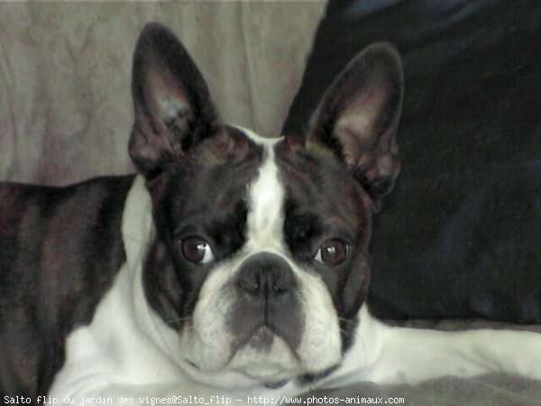 Photo de Boston terrier